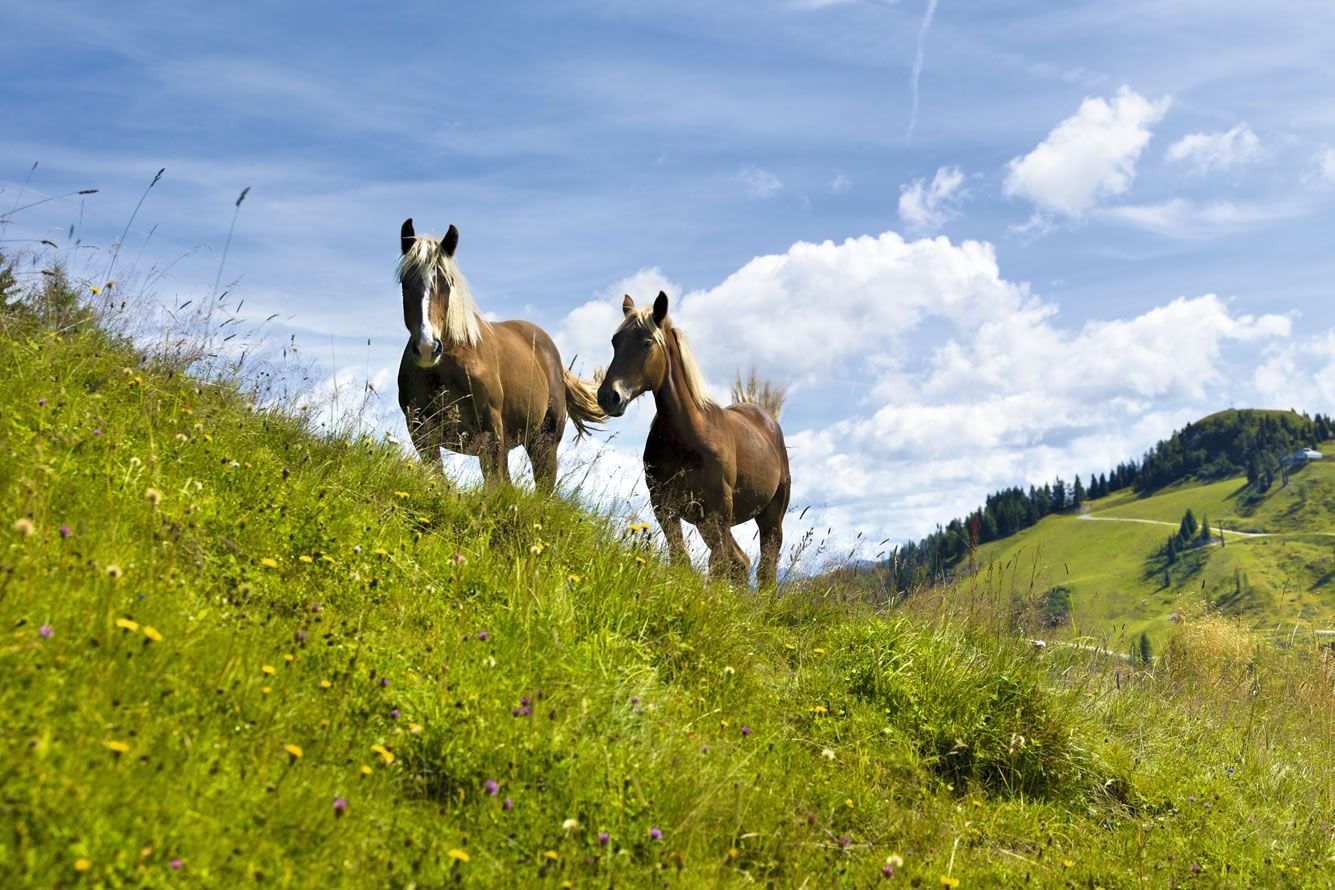 Horses on alpine pastures